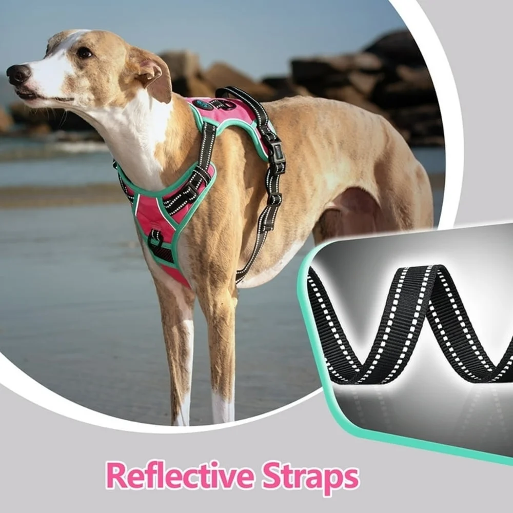 PhoePet 𝐂𝐨𝐧𝐝𝐢𝐭𝐢𝐨𝐧 nwot